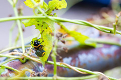 Labidomera clivicollis