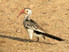 Tockus damarensis