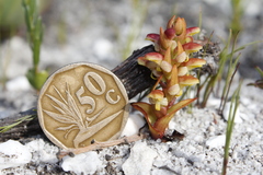 Disa pygmaea