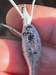 Gnorimoschema baccharisella