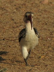 Tockus damarensis