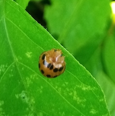 Epilachna tredecimnotata