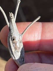 Gnorimoschema baccharisella