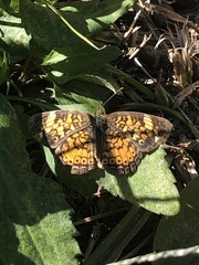 Phyciodes