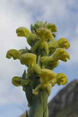 Disa sabulosa