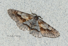 Stenoporpia macdunnoughi