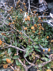 Penstemon ellipticus