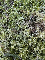 Pleurozium schreberi