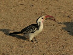 Tockus damarensis