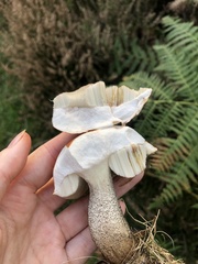 Leccinum versipelle