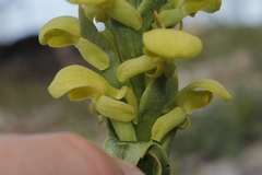 Disa sabulosa