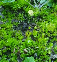 Physcomitrium eurystomum