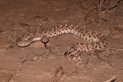 Crotalus cerastes laterorepens