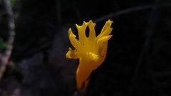 Calocera viscosa