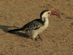 Tockus damarensis