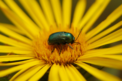 Cryptocephalus