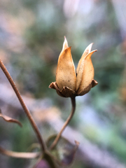 Penstemon ellipticus