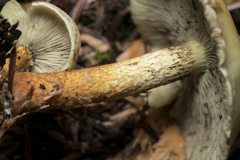 Hypholoma
