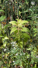 Lysimachia ciliata