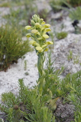 Disa sabulosa