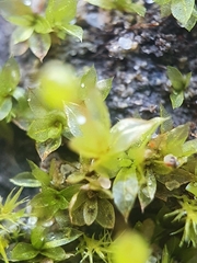 Physcomitrium eurystomum