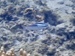 Scolopsis trilineata