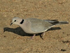 Streptopelia capicola onguati
