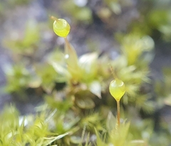 Physcomitrium eurystomum
