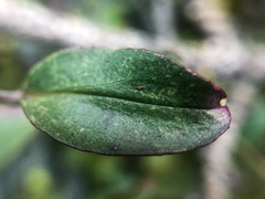 Penstemon ellipticus