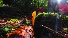 Calocera viscosa