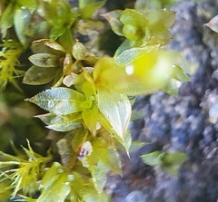 Physcomitrium eurystomum