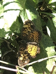 Phyciodes