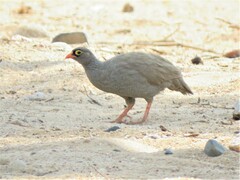 Pternistis adspersus