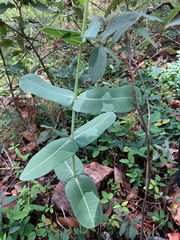 Asclepias elata