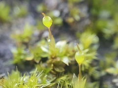 Physcomitrium eurystomum