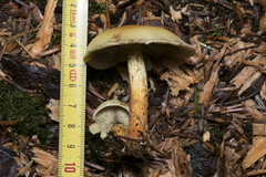 Hypholoma