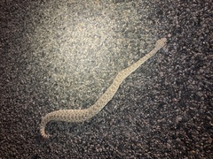 Crotalus cerastes laterorepens