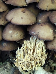 Ramaria stricta