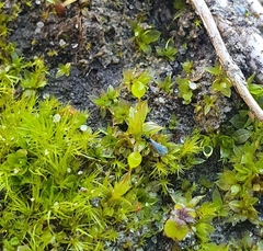 Physcomitrium eurystomum