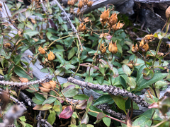 Penstemon ellipticus