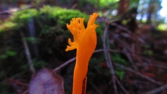 Calocera viscosa