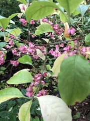 Euonymus atropurpureus