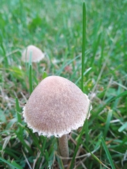 Lacrymaria asperospora