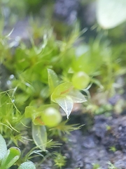 Physcomitrium eurystomum