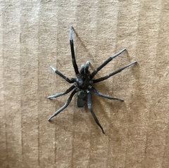 Kukulcania hibernalis