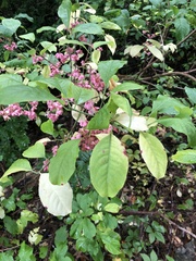 Euonymus atropurpureus