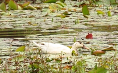 Anas platyrhynchos × Cairina moschata