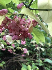 Euonymus atropurpureus