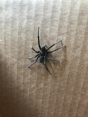 Kukulcania hibernalis