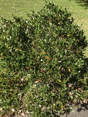 Ilex crenata